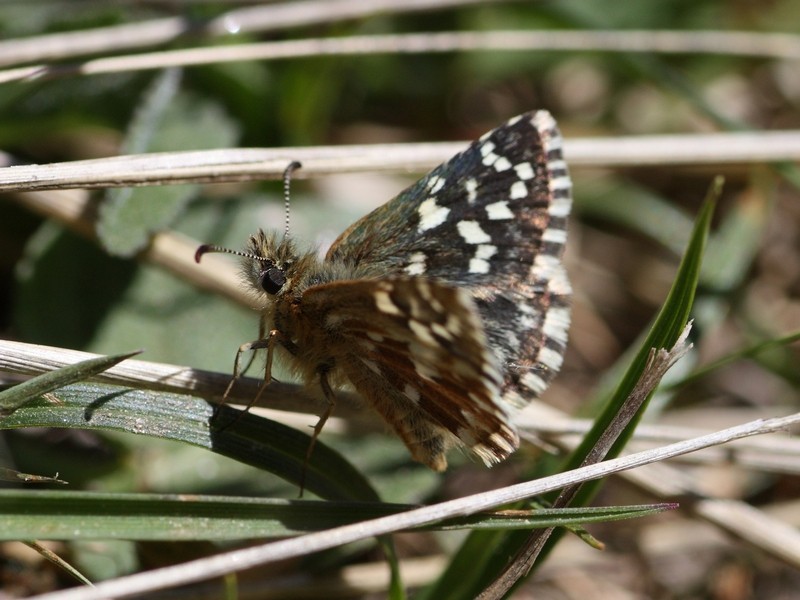 Pyrgus da determinare....Pyrgus malvoides, Hesperiidae